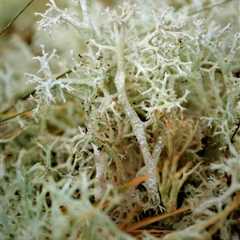 Reindeer Moss in the Wild – What You Should Know