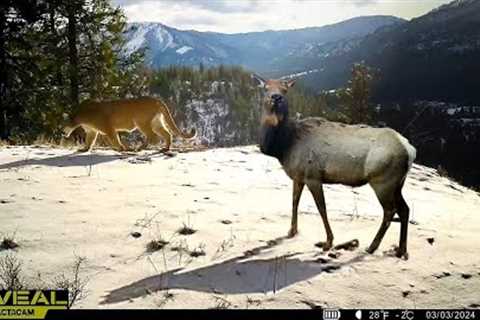 Best Wildlife Cellular Trail Camera Footage In Idaho | March 2024