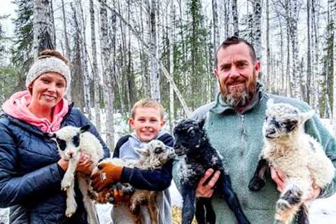 SO Many! RAW BIRTH-Spring Lambs on our ALASKAN Homestead!