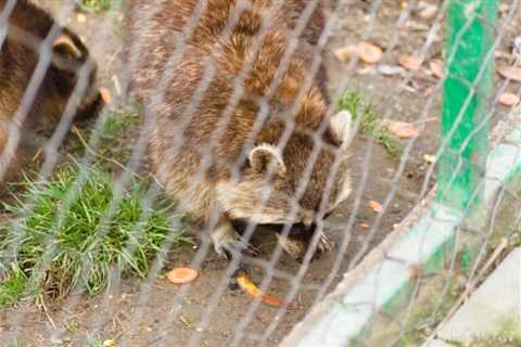 14 Clever Ways to Keep Raccoons Out of Your Trash Cans