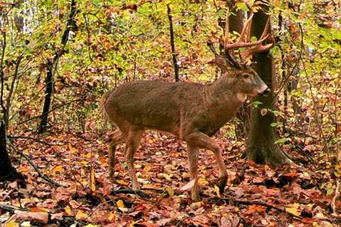 Bowhunting Pennsylvania