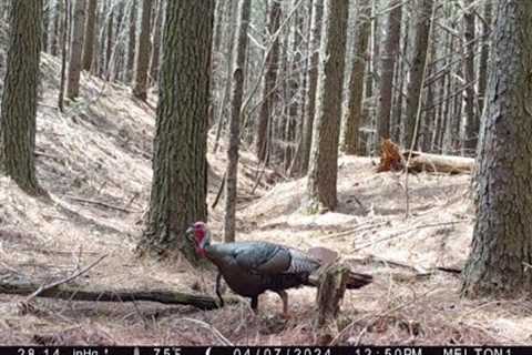 Weekly Trail Camera Check # 6