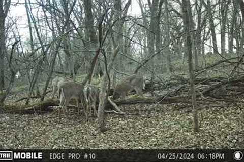 Coyotes nearby? Moultrie Mobile Edge Pro Trail Cam