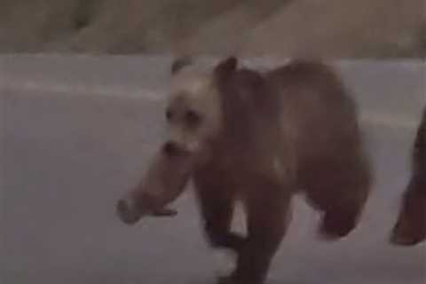 WATCH: Grizzly Bear Family Fights over a Meal in Viral Video