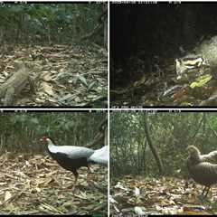 Trail Cam Spots Extremely Rare Forest Animals in Vietnam