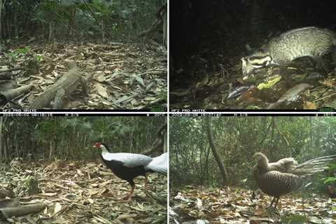 Trail Cam Spots Extremely Rare Forest Animals in Vietnam