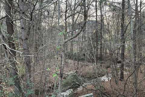 ‘I Promise There’s a Deer in This Picture’: Can You Spot It?