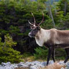 Runaway Reindeer Leads To Entire Police Operation