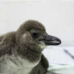 Maryland Zoo Rejoices After Birth of 8 Critically Endangered African Penguin Chicks