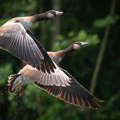 Family Surprised When Goose Continuously Shows Up At Their Door
