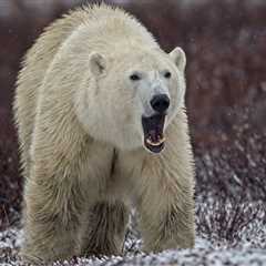 Paragliders Come Dangerously Close To Being Polar Bears’ Lunch