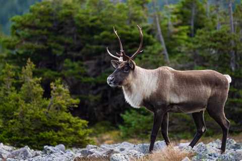 Runaway Reindeer Leads To Entire Police Operation