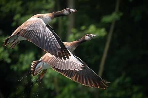Family Surprised When Goose Continuously Shows Up At Their Door