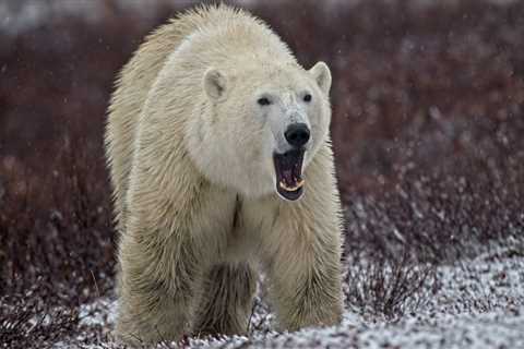 Paragliders Come Dangerously Close To Being Polar Bears’ Lunch