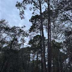 Can You Find the Hidden Owl in This Photo?