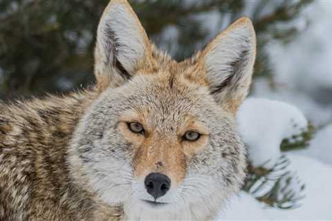Yellowstone Coyotes Have Aggressive Standoff Over Bison Carcass