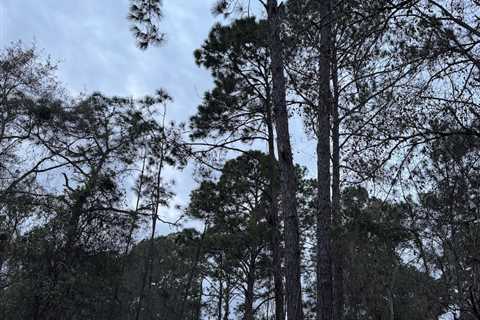 Can You Find the Hidden Owl in This Photo?