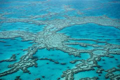 Scientists Discuss Tactics To Save Coral Reefs From Heat Waves