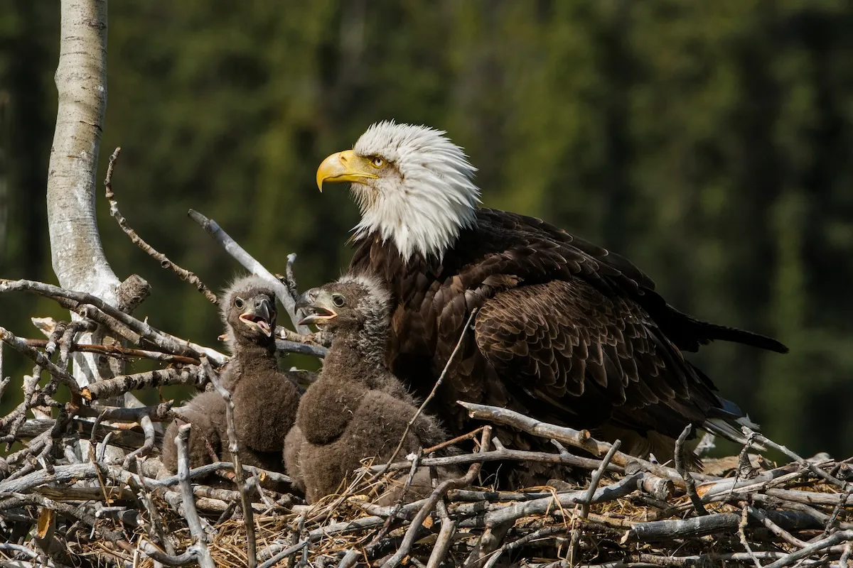 The Votes Are in: Two Famous Bald Eaglets Now Have Names