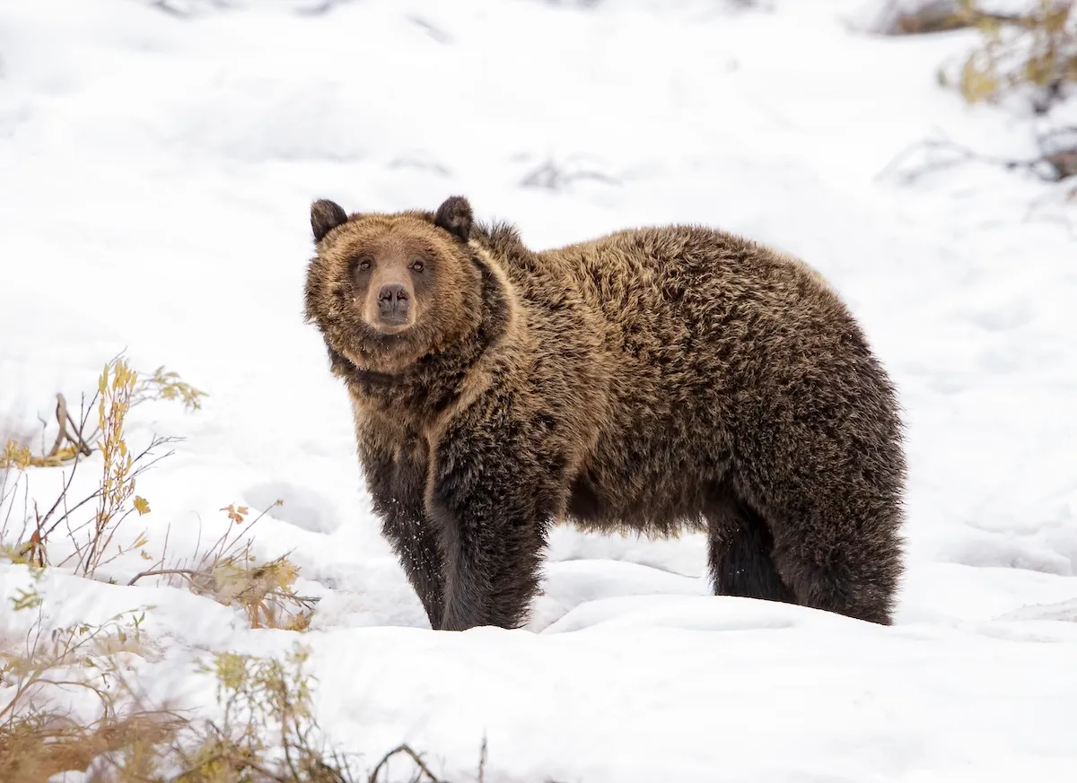 Helicopter Pilot Spots Grizzly Bear 7,000 Feet up Snowy Peak