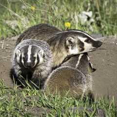 Rare ‘Clan’ of Badgers Hangs out on the Side of Road in California
