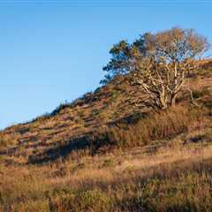 Can You Find the Large Predator Hiding in the Grass?