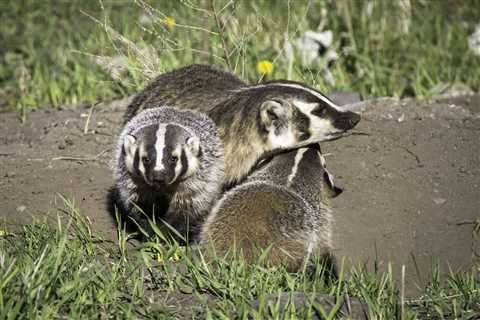 Rare ‘Clan’ of Badgers Hangs out on the Side of Road in California