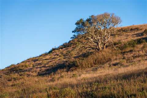 Can You Find the Large Predator Hiding in the Grass?