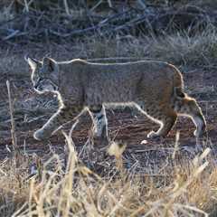 WATCH: A Bobcat Fights a Rattlesnake in Arizona