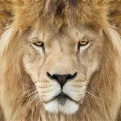 Viral White Lion with a Mullet, Hang Hang, Dies in Chinese Zoo