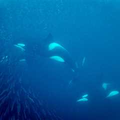 Footage Shows Orcas ‘Pulverizing’ a Sunfish by Ramming Into It