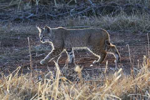 WATCH: A Bobcat Fights a Rattlesnake in Arizona