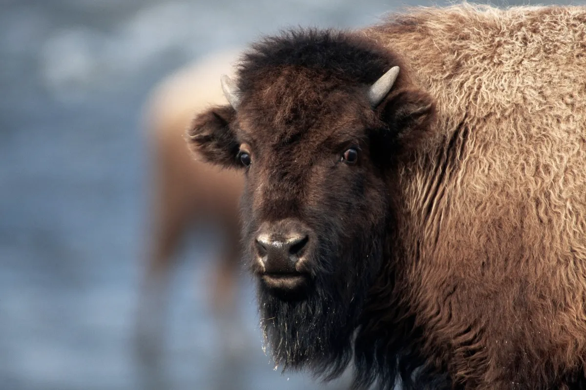 Man Behind Viral Footage of Bison Attack Defends Victim