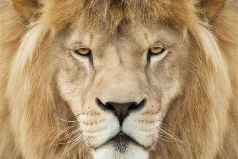 Viral White Lion with a Mullet, Hang Hang, Dies in Chinese Zoo
