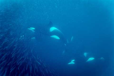 Footage Shows Orcas ‘Pulverizing’ a Sunfish by Ramming Into It