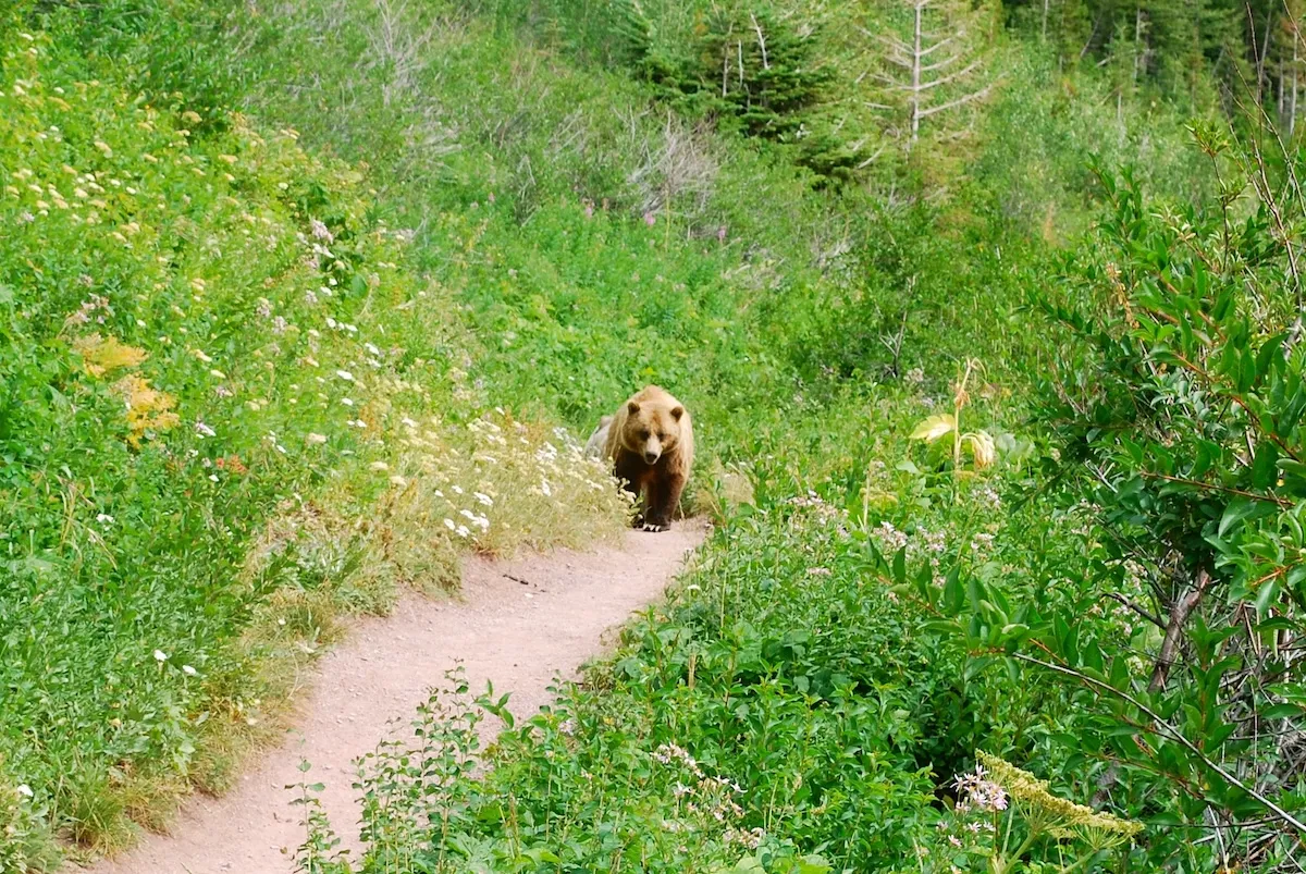 Hiker Spots Grizzly Bears Sliding Down Mountainside in Glacier